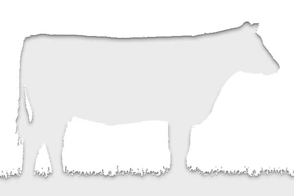 BirkGen Miss Essential M240